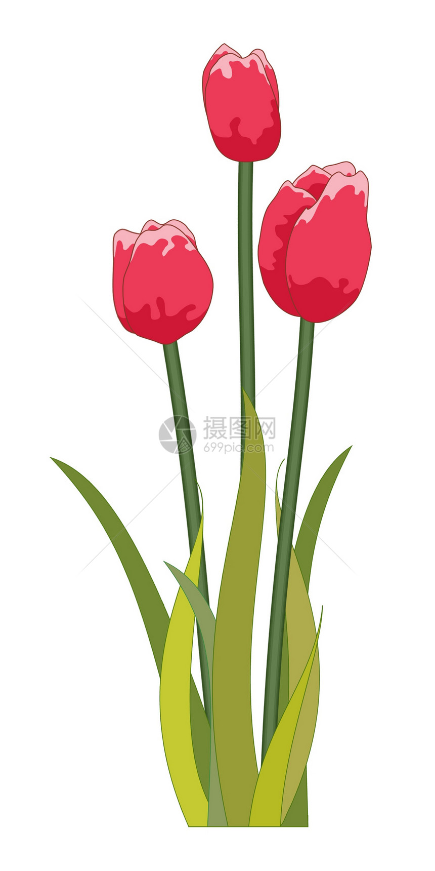 红色郁金香漫画叶子绘画插图植物群树叶花朵火鸡卡通片图片