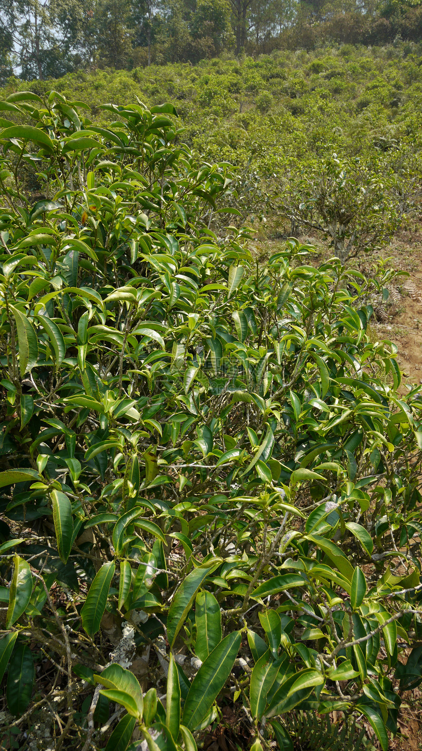 泰国茶叶灌木植物绿色种植园树叶叶子图片