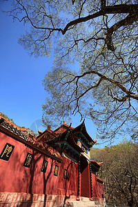 旅游观光景历史宗教风景旅行游客公园寺庙大树建筑蓝天背景图片