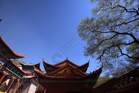 旅游观光景建筑寺庙宝塔游客大树历史宗教旅行风景森林背景图片