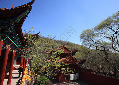 旅游观光景旅行大树风景公园宗教游客蓝天宝塔寺庙森林背景图片