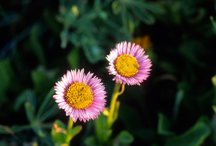 黛西家庭鲜花背景图片