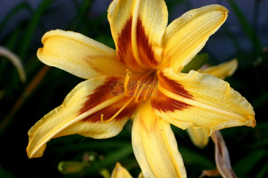 金兰花黄色花瓣白色丝绸兰花美丽花园魅力图片