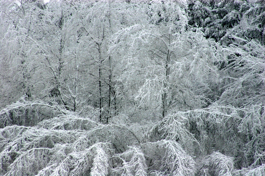 霜冻树木环境旅行季节木头降雪公园森林白色乡村天气图片