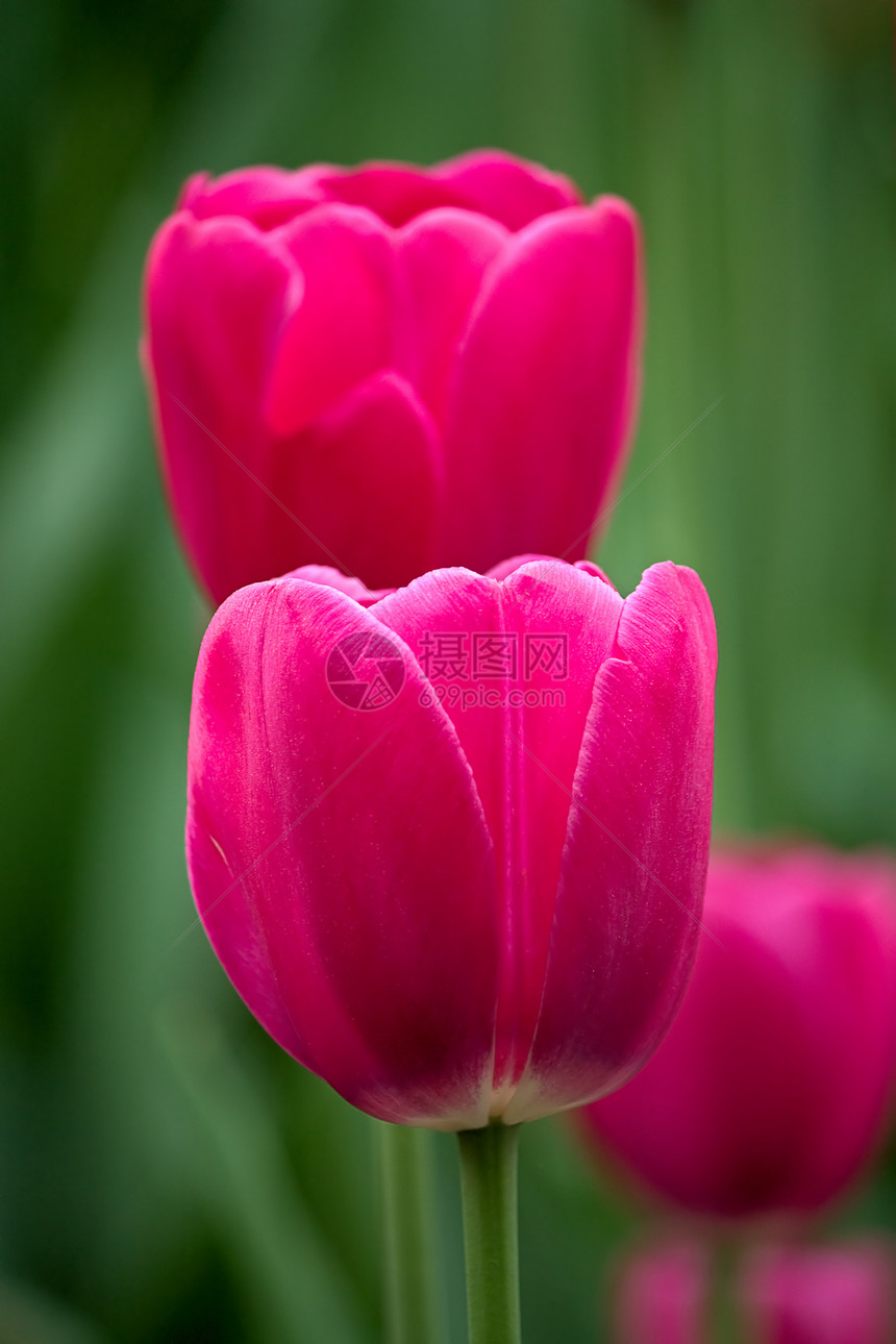 图利页郁金香花朵花园照片图片