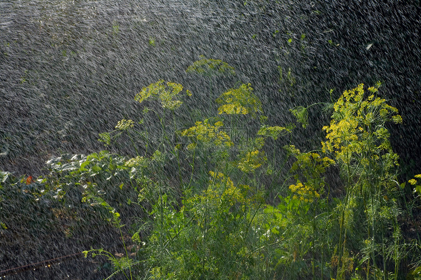 和雨图片