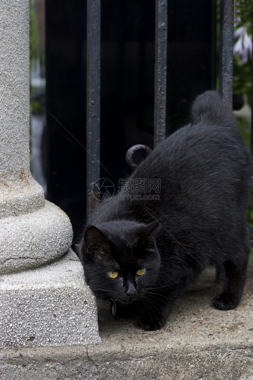 黑猫毛皮宠物哺乳动物小猫迷信食肉房子沉思运气荒野图片
