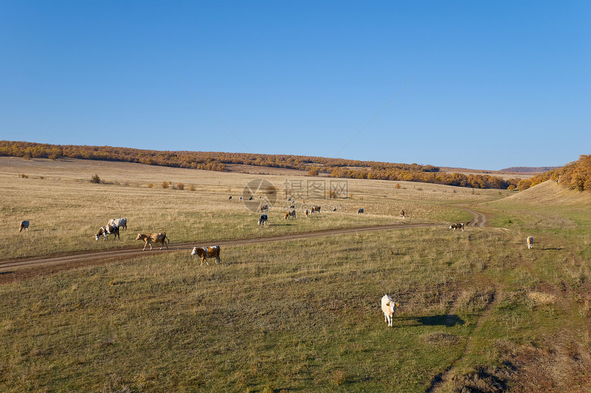 秋天风景的奶牛图片