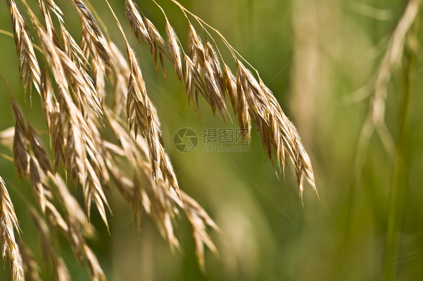 谷物边界食物面包植物农场耳朵玉米生长框架面粉图片