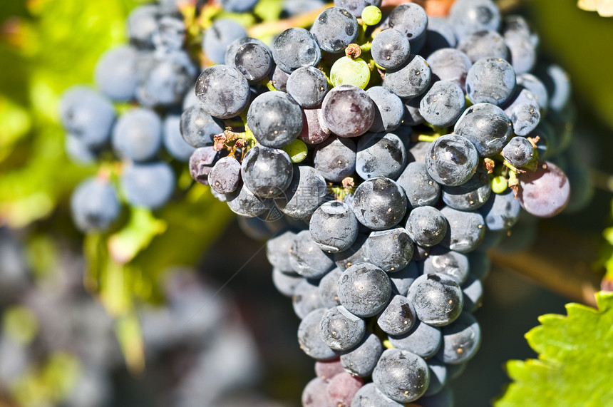 葡萄食物紫色酒厂叶子宏观植物季节浆果装饰品收成图片