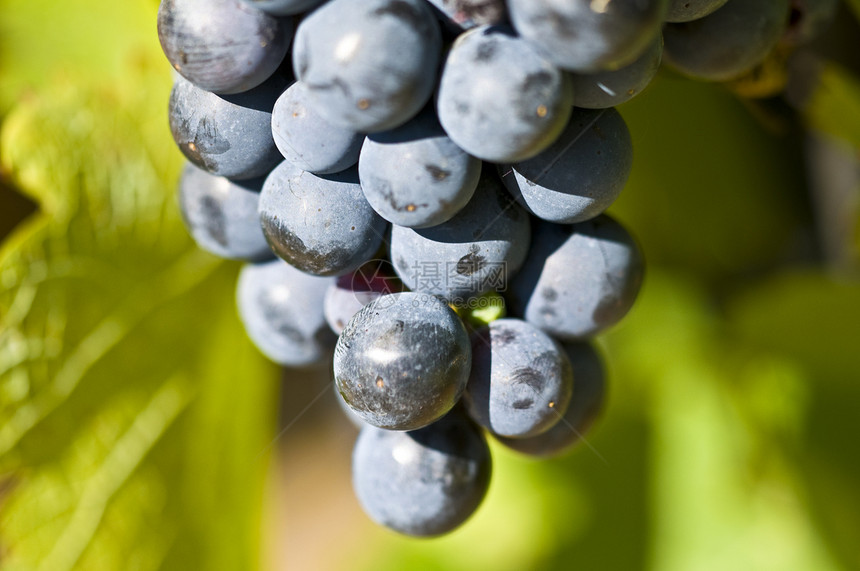 葡萄栽培宏观浆果蓝色收成叶子花园葡萄园植物紫色图片
