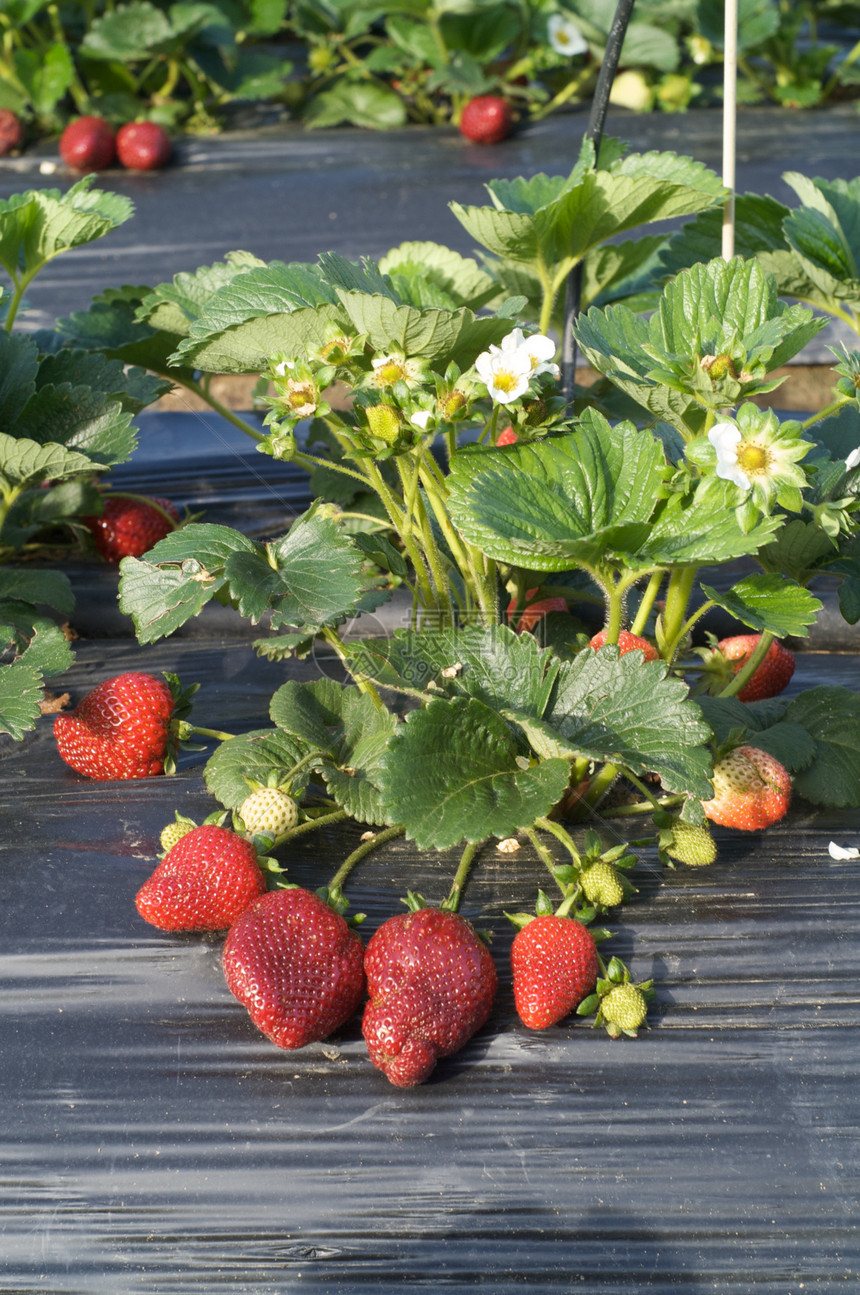 一大堆新鲜的树莓食物草莓弹簧红色水果图片