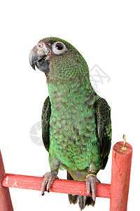 年轻的鹦鹉绿色宠物玩具橙子梯子野生动物羽毛动物群眼睛动物背景图片