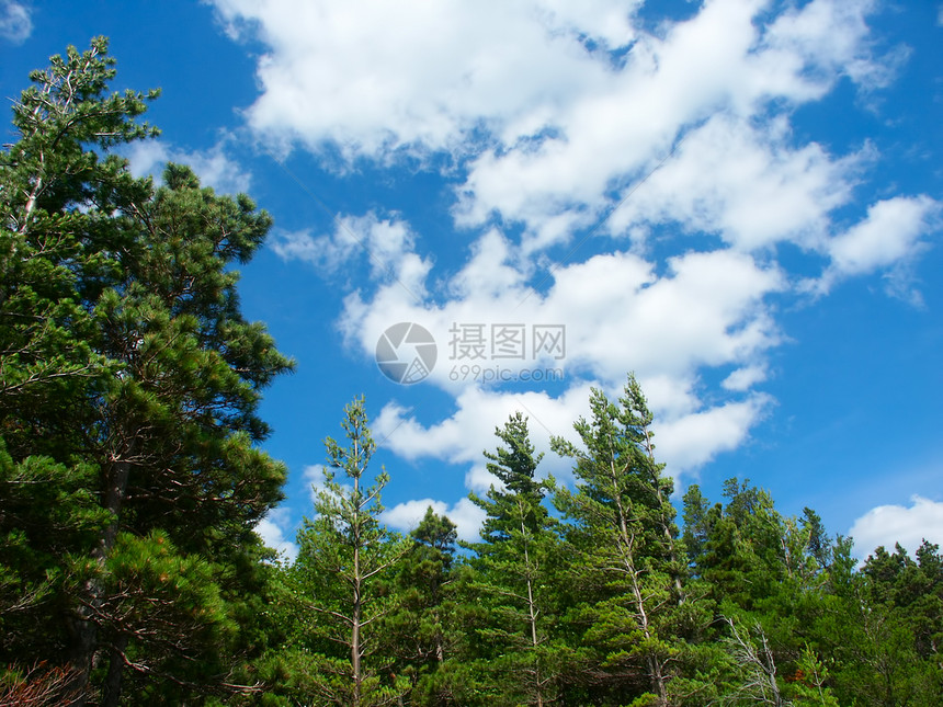 松林地密歇根州豪猪生物学植被生态荒野环境松树林地绿色天空图片