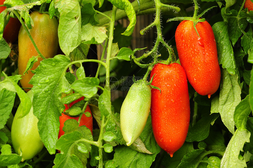 葡萄树上的番茄农业收成椭圆形蔬菜生产西红柿水果食物市场花园图片