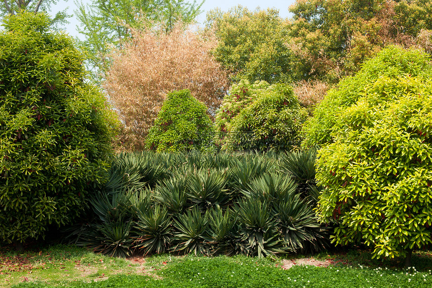 阳州自然界植物生活幼崽区系植物园凝胶花园公园图片