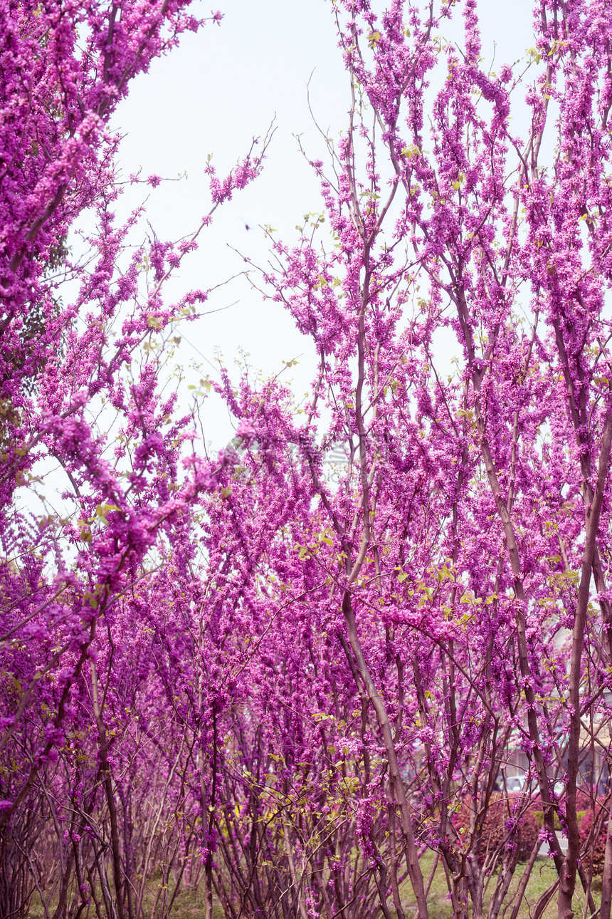 阳州凝胶自然界幼崽区系花园植物生活公园植物园图片