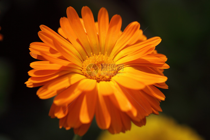 植物 花卉 菊花文章宏观调控花瓣背景橙子专题黄色植物学图片