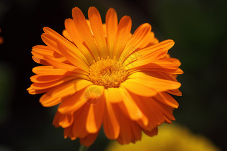 植物 花卉 菊花文章宏观调控花瓣背景橙子专题黄色植物学背景图片
