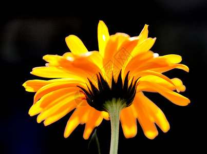植物 花卉 菊花花瓣背景专题黄色植物学文章宏观调控橙子背景图片