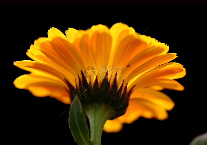 植物 花卉 菊花黄色宏观调控植物学专题文章花瓣橙子背景图片