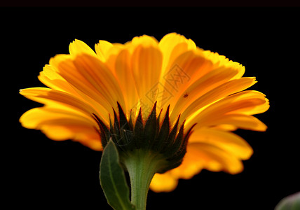 植物 花卉 菊花黄色宏观调控植物学专题文章花瓣橙子背景背景图片