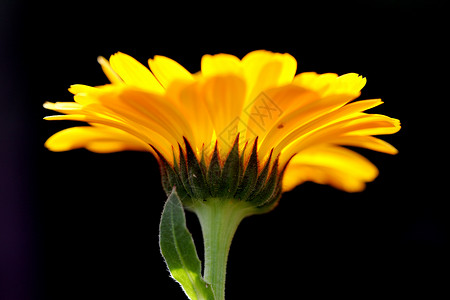 植物 花卉 菊花植物学橙子背景宏观调控文章黄色专题花瓣背景图片