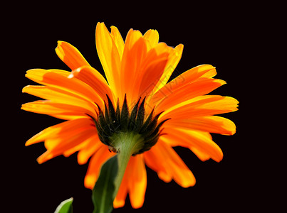 植物 花卉 菊花背景橙子文章专题宏观调控植物学黄色花瓣背景图片