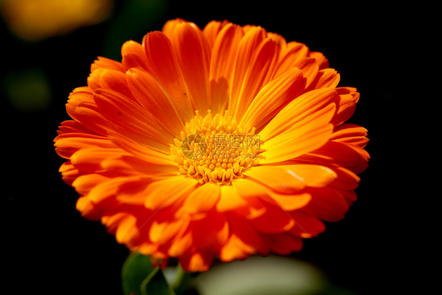 植物 花卉 菊花黄色背景文章植物学专题花瓣橙子宏观调控图片