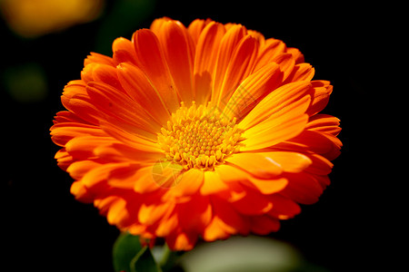 植物 花卉 菊花黄色背景文章植物学专题花瓣橙子宏观调控背景图片
