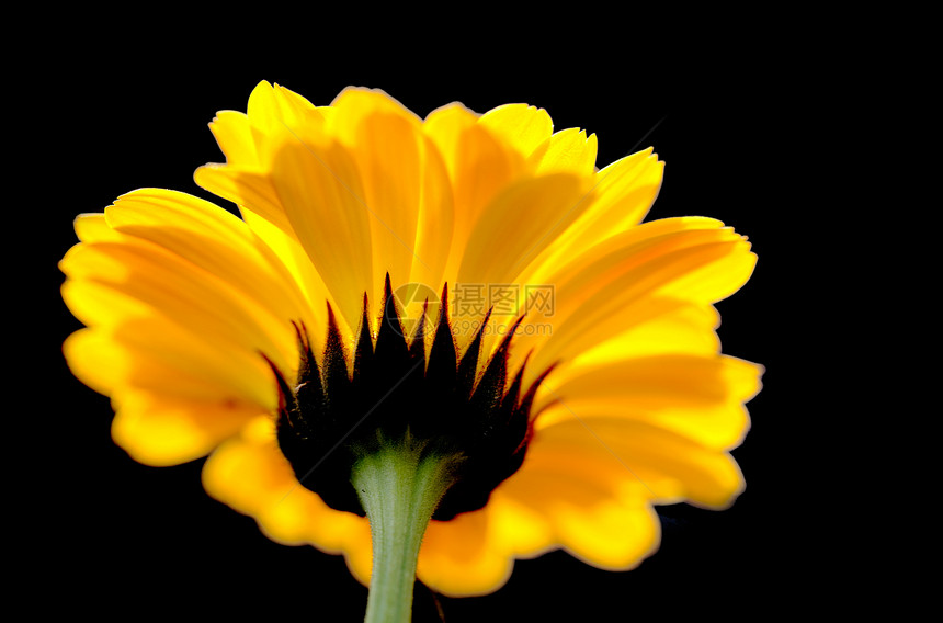 植物 花卉 菊花背景文章专题橙子黄色花瓣宏观调控植物学图片