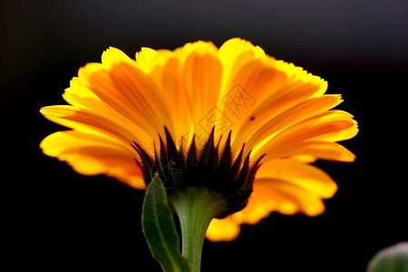 植物 花卉 菊花橙子黄色背景专题花瓣文章植物学宏观调控背景图片