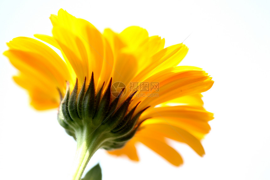 植物 花卉 菊花黄色背景宏观调控植物学文章花瓣专题橙子图片