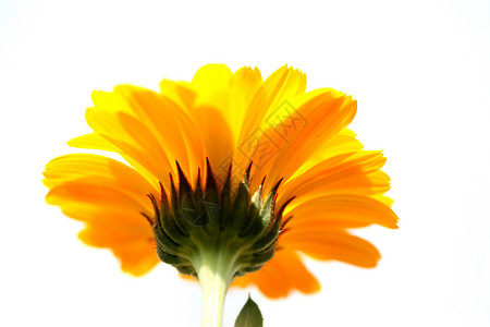 植物 花卉 菊花文章植物学黄色橙子宏观调控背景花瓣专题背景图片