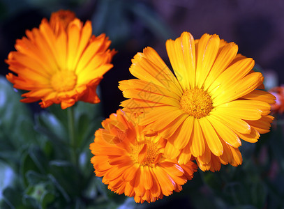 植物 花卉 菊花文章宏观调控橙子黄色植物学花瓣背景专题背景图片