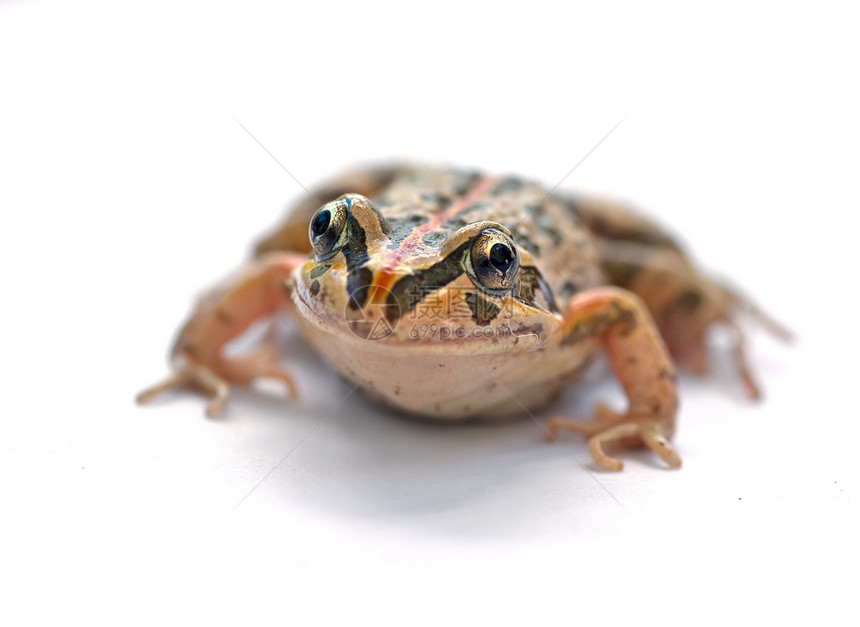 塔斯马尼西青蛙图片
