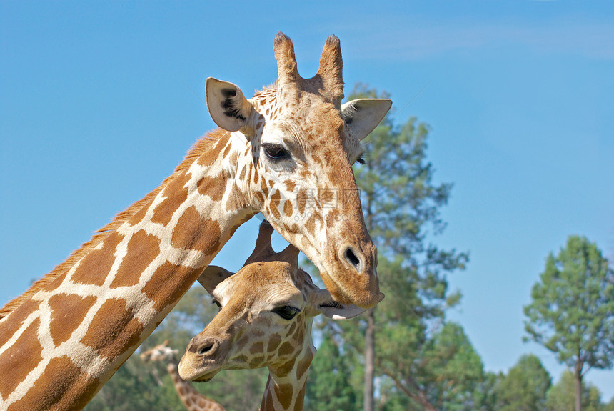 母亲和婴儿长颈鹿照片动物野生动物孩子妈妈图片