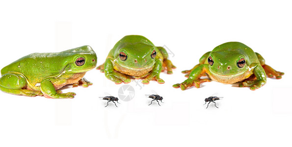 三只青蛙和苍蝇高清图片