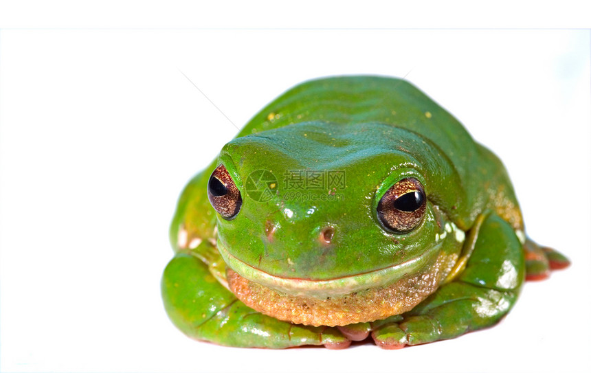 绿树青蛙野生动物照片两栖动物树蛙白色动物蹲伏图片