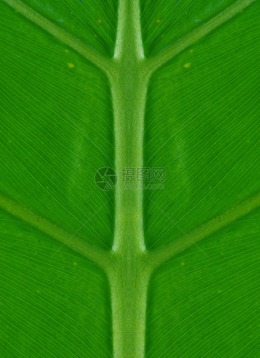 对对称宏观植物环境棕榈绿色静脉花园叶子图片