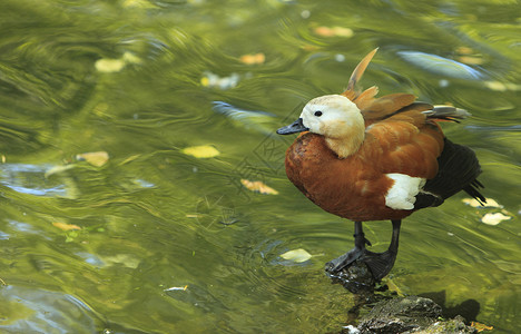 铁公鸡卢迪谢尔德克塔多尔娜浮游动物羽毛野生动物公园环境平衡池塘动物群停留海浪尾巴背景