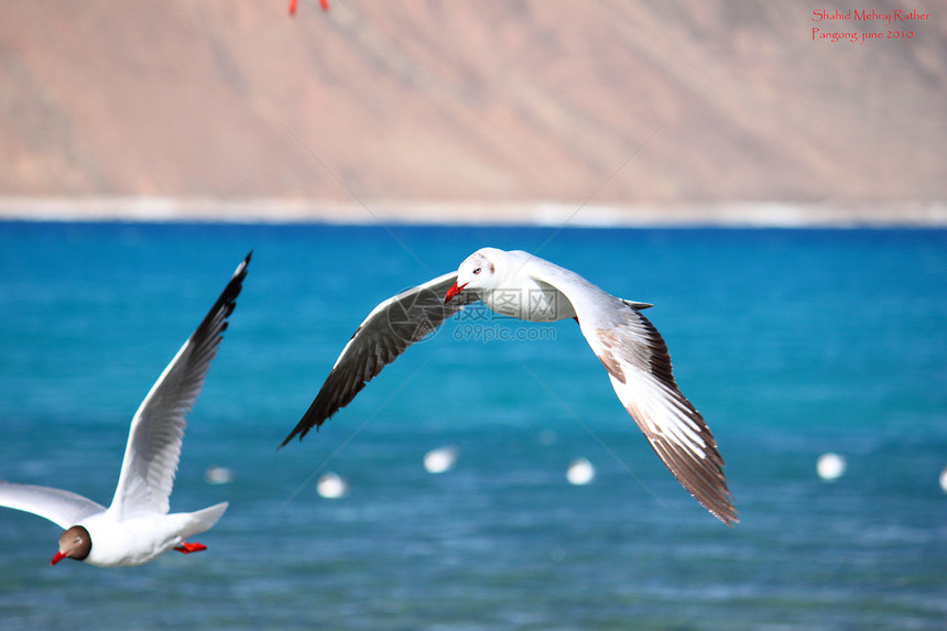 红嘴海鸥湖泊海拔飞鸟图片