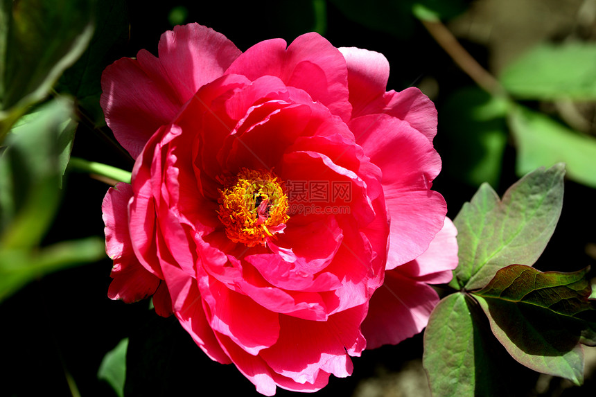 植物 小马富贵文章设计国花场景粉色牡丹本赛季红色专题图片