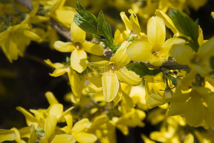 黄色花朵花瓣雌蕊植物园艺宏观植物学植物群昆虫生长图片