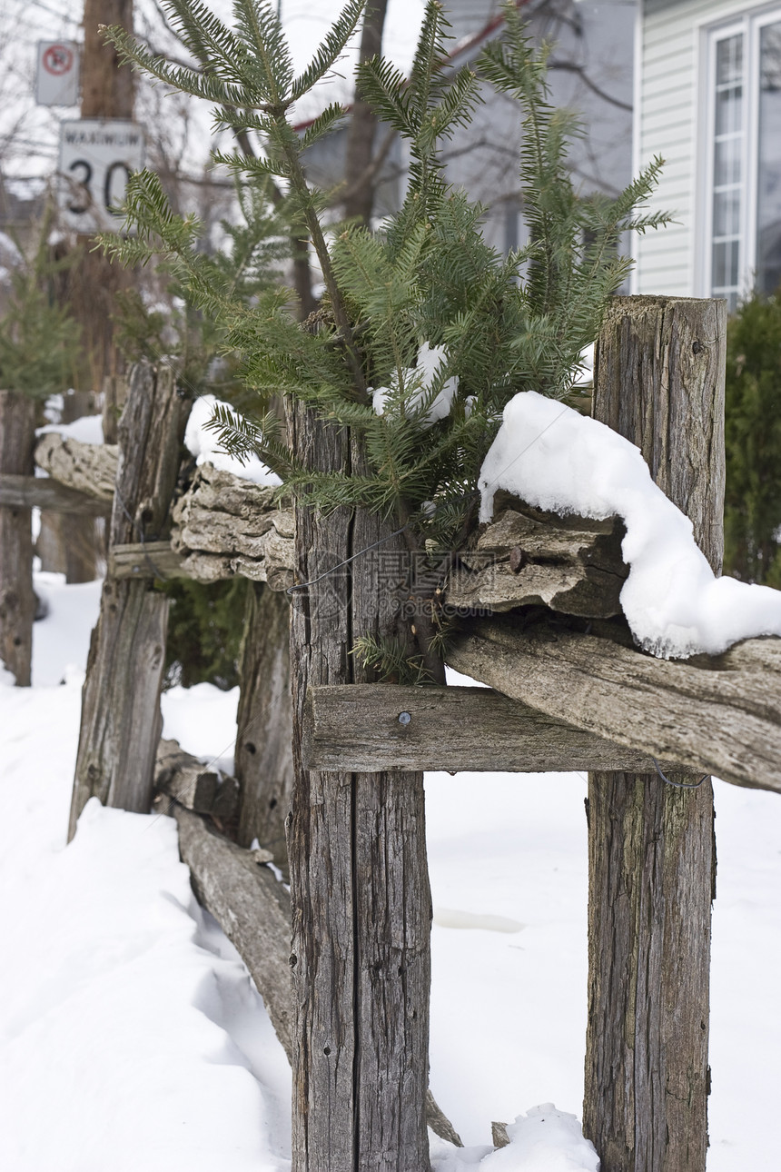 木围栏风暴降雪寒冷白色木头乱舞松树寒意冻结栅栏图片