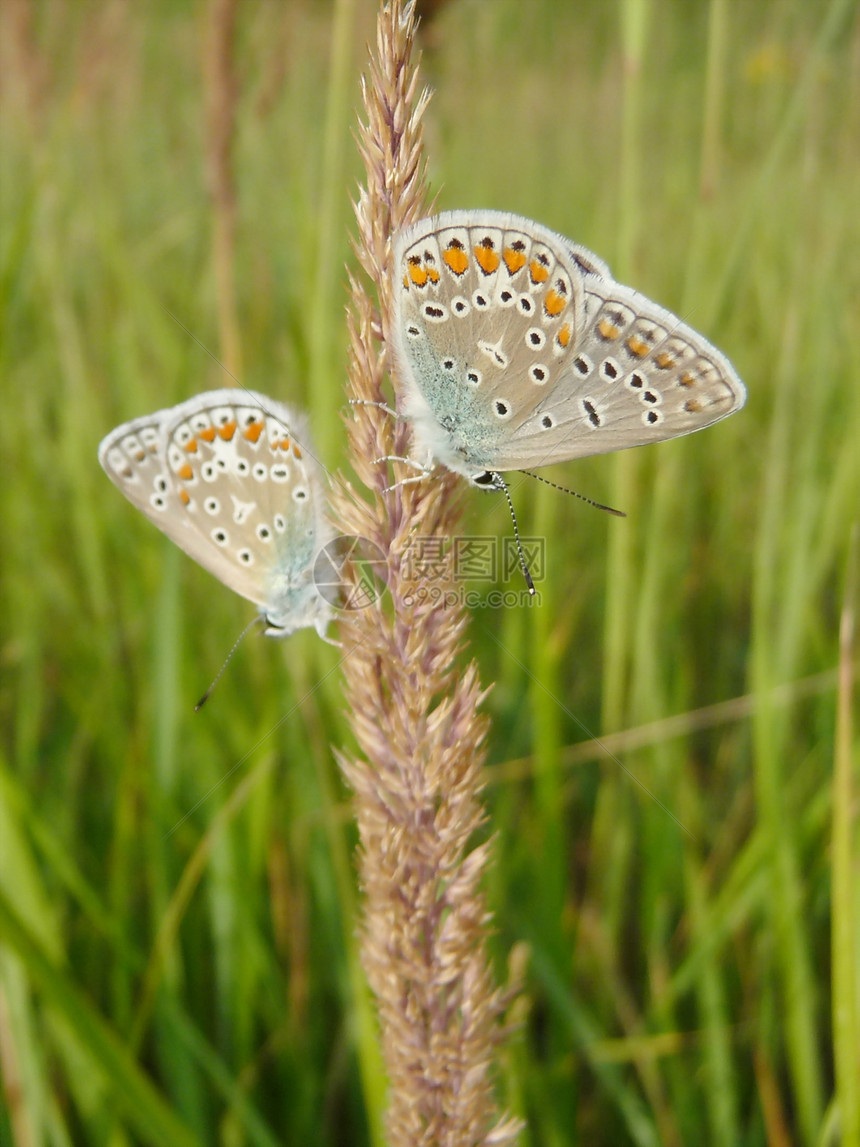 两只蝴蝶晴天动物群天线宏观植物杂色草地动物季节植物群图片