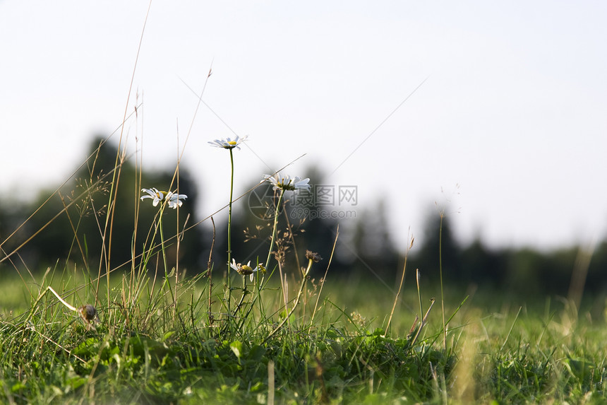 田野中的乳房雏菊植物乡村黄色植物群草地白色蓝色天空花瓣图片