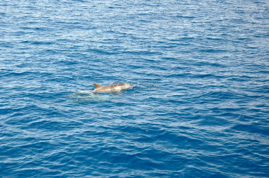 海豚运动灰色蓝色海浪动物脚蹼海洋荒野哺乳动物波纹图片
