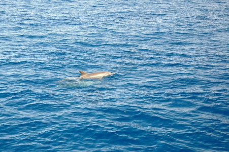 海豚运动灰色蓝色海浪动物脚蹼海洋荒野哺乳动物波纹背景图片