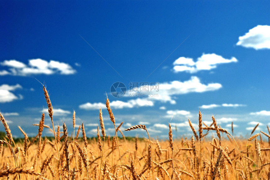 一片小麦田对抗蓝天地平线乡村土地黄色谷物收获小麦蓝色天空美化图片